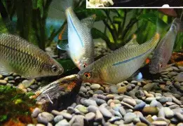 N亾A癜7儻pU鲏H鹻y锃=p憝_谬?珩鰳矲NWd娺艑8D+骴拵?????yLeW???.堻:的简单介绍